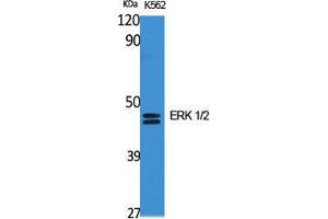 Western Blot (WB) analysis of specific cells using ERK 1/2 Polyclonal Antibody. (ERK1/2 antibody  (C-Term))