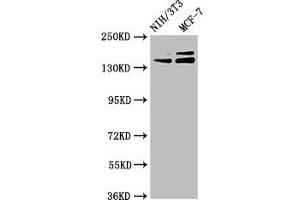 Western Blot Positive WB detected in: NIH/3T3 whole cell lysate, MCF-7 whole cell lysate All lanes: UMODL1 antibody at 5. (UMODL1 antibody  (AA 537-654))