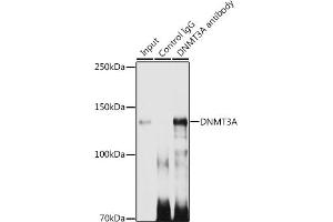 Immunoprecipitation analysis of 300 μg extracts of 293T cells using 3 μg DNMT3A antibody (ABIN7266806). (DNMT3A antibody)