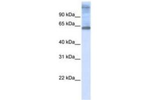 Image no. 1 for anti-Chromosome 3 Open Reading Frame 17 (C3orf17) (C-Term) antibody (ABIN6740905) (C3orf17 antibody  (C-Term))