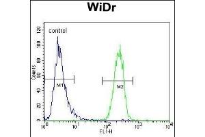 UTS2 Antibody (N-term) (ABIN392523 and ABIN2842080) flow cytometric analysis of WiDr cells (right histogram) compared to a negative control cell (left histogram). (Urotensin 2 antibody  (N-Term))