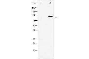 Western blot analysis of MSK1 phosphorylation expression in HeLa whole cell lysates,The lane on the left is treated with the antigen-specific peptide. (MSK1 antibody  (pSer376))