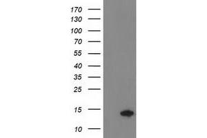 Image no. 2 for anti-Coiled-Coil-Helix-Coiled-Coil-Helix Domain Containing 5 (CHCHD5) antibody (ABIN1497488) (CHCHD5 antibody)