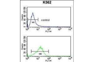 NCF4 Antibody (C-term) (ABIN391905 and ABIN2841721) flow cytometry analysis of K562 cells (bottom histogram) compared to a negative control cell (top histogram). (NCF4 antibody  (C-Term))