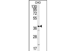 PRNIP Antibody (C-term) (ABIN651984 and ABIN2840482) western blot analysis in CHO cell line lysates (15 μg/lane). (ERI3 antibody  (C-Term))