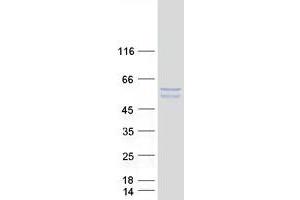 Western Blotting (WB) image for Signal Transducing Adaptor Family Member 2 (STAP2) (Transcript Variant 2) protein (Myc-DYKDDDDK Tag) (ABIN2732760)