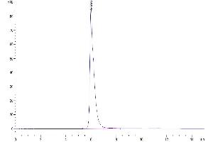 The purity of Human IL-3 R alpha is greater than 95 % as determined by SEC-HPLC. (IL3RA Protein (AA 19-305) (Fc Tag))