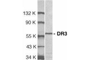 Western blot analysis of DR3 in Jurkat total cell lysate with AP30297PU-N DR3 antibody at 1/1000 dilution. (DR3/LARD antibody  (Extracellular Domain))
