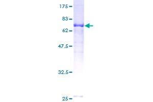 TRAF1 Protein (AA 1-416) (GST tag)