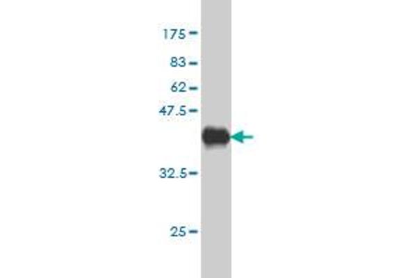 PHLDA2 antibody  (AA 1-110)