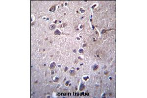 ITM2B Antibody (C-term) (ABIN657087 and ABIN2846247) immunohistochemistry analysis in formalin fixed and paraffin embedded human brain tissue followed by peroxidase conjugation of the secondary antibody and DAB staining. (ITM2B antibody  (C-Term))