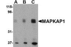 Western Blotting (WB) image for anti-Mitogen-Activated Protein Kinase Associated Protein 1 (MAPKAP1) (N-Term) antibody (ABIN1031450)