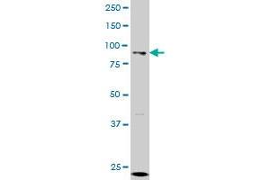 KAT2A antibody  (AA 738-837)