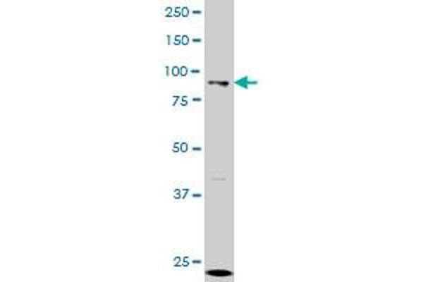 KAT2A antibody  (AA 738-837)