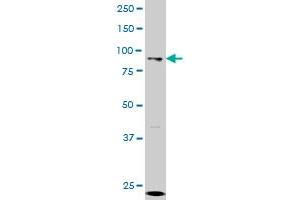 GCN5L2 monoclonal antibody (M01), clone 4D3 Western Blot analysis of GCN5L2 expression in K-562 .