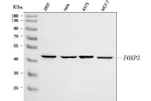 Western blot analysis of FOXP3 using anti-FOXP3 antibody (ABIN7601010).