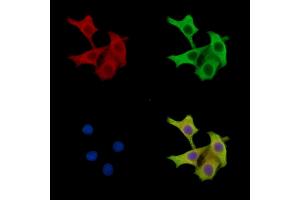 ABIN7096733 and ABIN7100798 staining HepG2 cells by IF/ICC. (TRABD antibody)