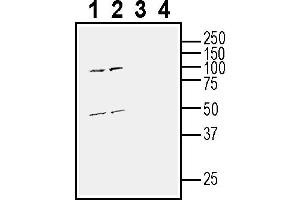 Western blot analysis of mouse brain membranes (lanes 1 and 3) and rat brain membranes (lanes 2 and 4):1-2.