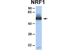 Western Blotting (WB) image for anti-Nuclear Respiratory Factor 1 (NRF1) (Middle Region) antibody (ABIN2775850)