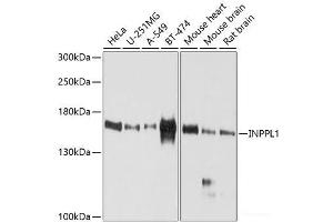 Western blot analysis of extracts of various cell lines using INPPL1 Polyclonal Antibody at dilution of 1:1000.