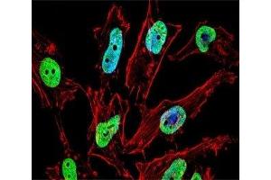 Fluorescent confocal image of HeLa cell stained with NKX1. (NKX1-1 antibody  (AA 1-1))