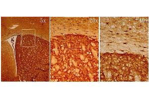IHC-Fr Image MSI1 antibody [N3C3] detects MSI1 protein on adult mouse brain by immunohistochemical analysis. (MSI1 antibody  (Center))