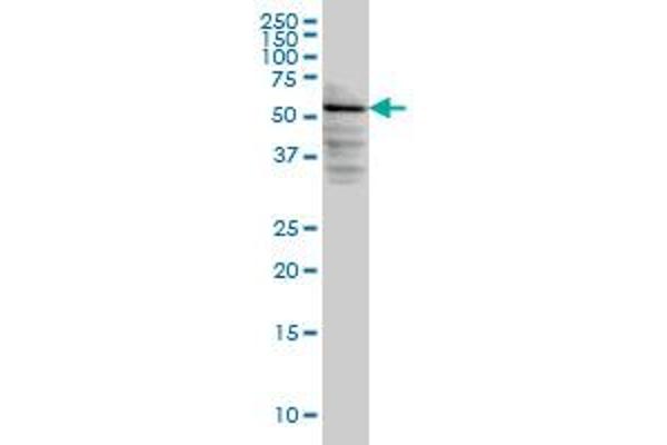 DGKE antibody  (AA 141-240)