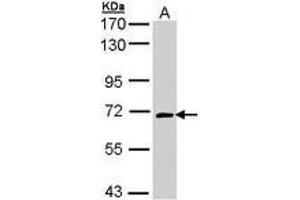 Image no. 1 for anti-Collapsin Response Mediator Protein 1 (CRMP1) (AA 148-389) antibody (ABIN467531) (CRMP1 antibody  (AA 148-389))