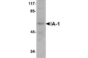 Western blot analysis of IA-1 in rat thymus tissue lysate with IA-1 antibody at 1 µg/mL. (INSM1 antibody  (N-Term))