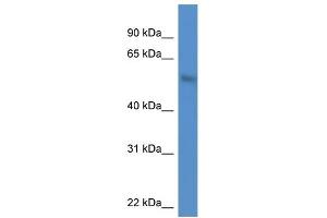 WB Suggested Anti-MKNK1 AntibodyTitration: 1. (MKNK1 antibody  (N-Term))