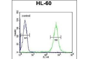 PDXD1 Antibody (C-term) (ABIN651141 and ABIN2840095) flow cytometric analysis of HL-60 cells (right histogram) compared to a negative control cell (left histogram). (PDXDC1 antibody  (C-Term))