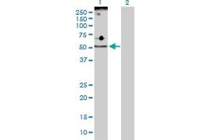Western Blot analysis of ADPGK expression in transfected 293T cell line by ADPGK MaxPab polyclonal antibody. (ADPGK antibody  (AA 1-497))