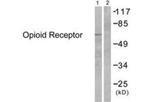 Western blot analysis of extracts from 293 cells, treated with EGF 200ng/ml 30', using Opioid Receptor (Ab-375) Antibody. (Opioid Receptor (AA 341-390) antibody)