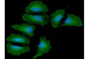 ICC/IF analysis of ANGPT5 in HeLa cells. (ANGPTL3 antibody  (AA 243-460))