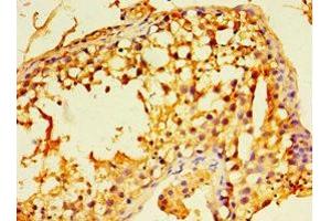 Immunohistochemistry of paraffin-embedded human testis tissue using ABIN7152225 at dilution of 1:100 (ECSIT antibody  (AA 185-431))
