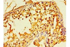Immunohistochemistry of paraffin-embedded human testis tissue using ABIN7152225 at dilution of 1:100