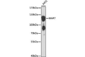 Western blot analysis of extracts of A-431 cells, using M antibody (ABIN1680762, ABIN3018753, ABIN3018754 and ABIN6220567) at 1:3000 dilution. (MAP7 antibody  (AA 490-749))