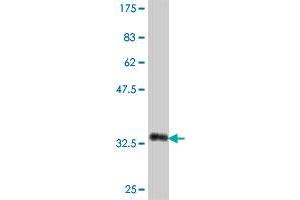 Western Blot detection against Immunogen (35. (CA5B antibody  (AA 2-90))