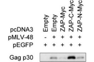 Culture supernatants subjected to immunoprecipitation coupled to immunoblotting to detect MLV-Gag p30 capside protein using ABIN457547 (See PMID23836649 for details) (MLV p30 antibody)