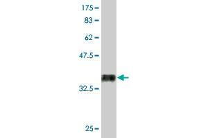 Western Blot detection against Immunogen (36. (RUNX2 antibody  (AA 251-350))