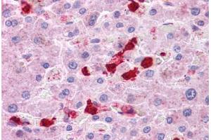 Human Liver: Formalin-Fixed, Paraffin-Embedded (FFPE) (LRRC8B antibody  (AA 542-591))