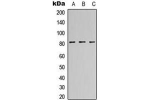 Western blot analysis of CANP expression in HeLa (A), NS-1 (B), H9C2 (C) whole cell lysates. (Calpain S1 antibody  (Center))