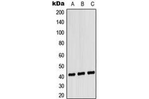 Western blot analysis of CD181 expression in HEK293T (A), NIH3T3 (B), H9C2 (C) whole cell lysates. (CXCR1 antibody  (Center))