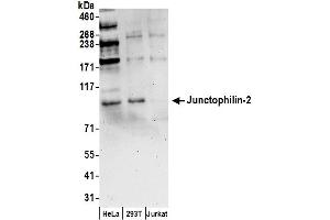 anti-Junctophilin 2 (JPH2) (AA 625-675) antibody