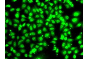 Immunofluorescence analysis of U20S cell using COPS2 antibody. (COPS2 antibody)