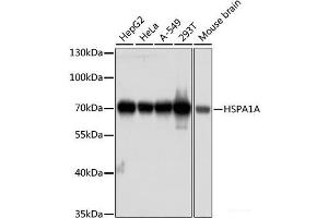 Western blot analysis of extracts of various cell lines using HSPA1A Monoclonal Antibody at dilution of 1:1000. (HSP70 1A antibody)