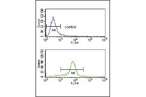 CACNA2D1 Antibody (N-term) (ABIN652644 and ABIN2842433) flow cytometry analysis of K562 cells (bottom histogram) compared to a negative control cell (top histogram). (CACNA2D1 antibody  (N-Term))