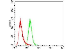 Flow cytometric analysis of Hela cells using SLINGSHOT-1L mouse mAb (green) and negative control (red). (SSH1 antibody  (AA 1032-1044))