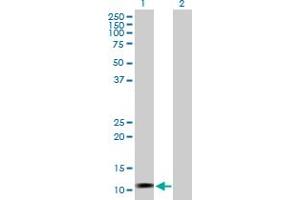 Western Blot analysis of LOC541473 expression in transfected 293T cell line by LOC541473 MaxPab polyclonal antibody. (LOC541473 antibody  (AA 1-131))