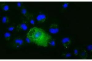 Anti-XPNPEP1 mouse monoclonal antibody (ABIN2453792) immunofluorescent staining of COS7 cells transiently transfected by pCMV6-ENTRY XPNPEP1 (RC203535). (XPNPEP1 antibody)